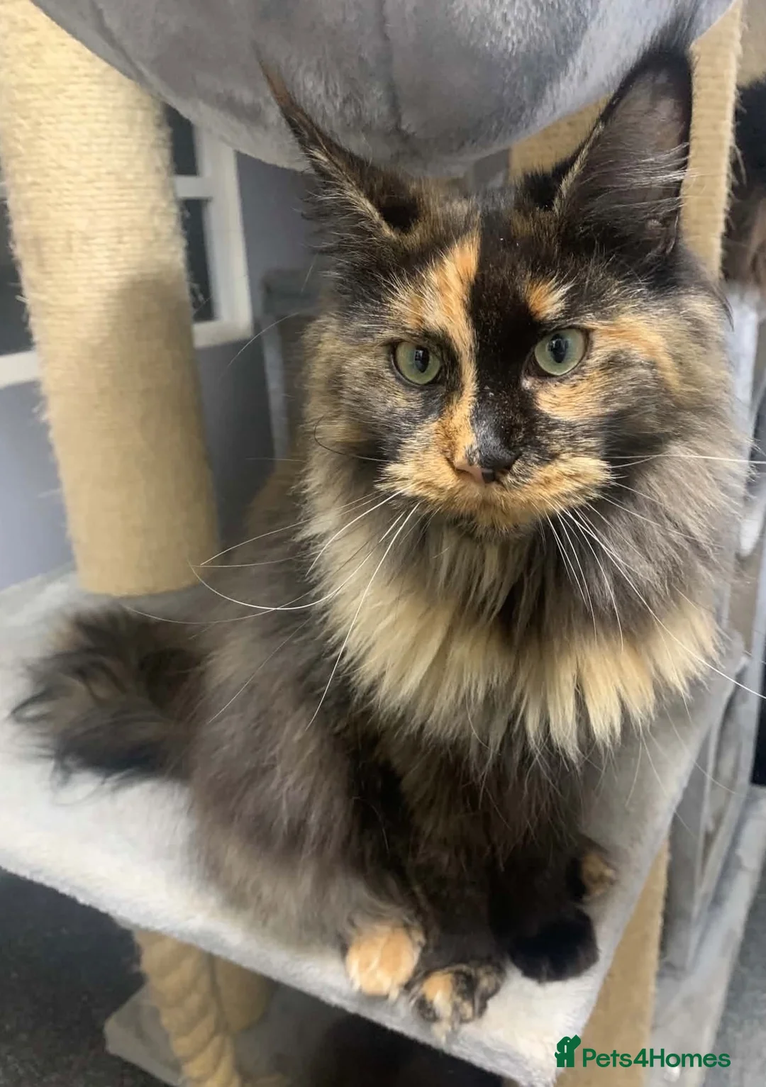 Maine Coon cats for sale: GCCF Maine Coon Kittens.  - Advert 2