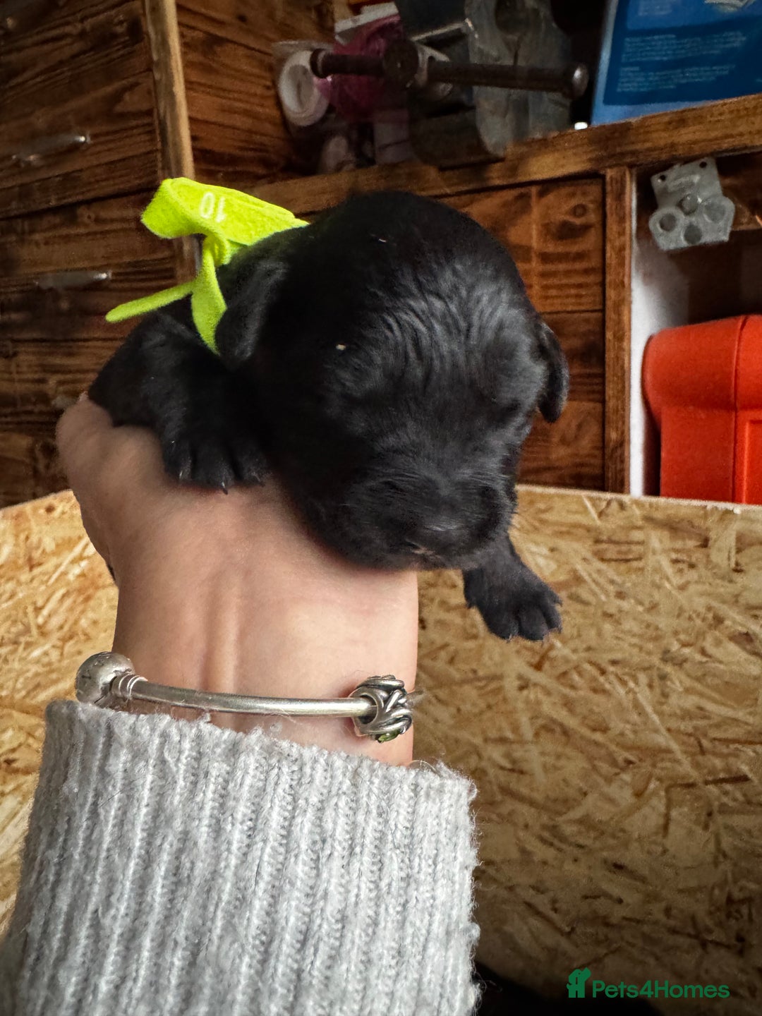 Labrador Retriever dogs for sale: Black lab puppies for sale - Image 7