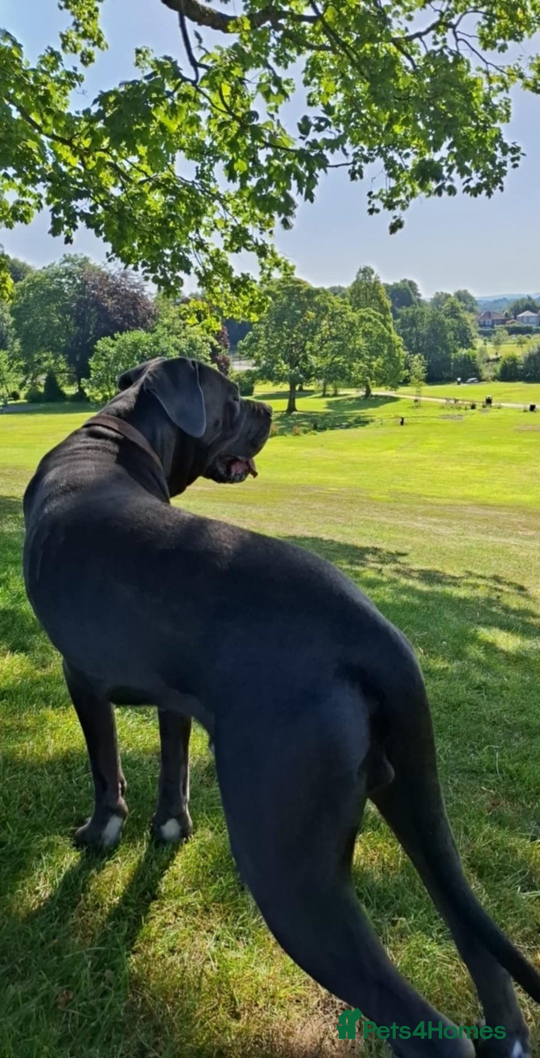 Mixed Breed dogs for sale: 3 beautiful boys for sale  - Image 5