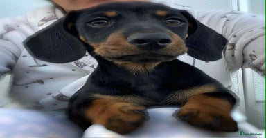 Dachshund dogs - Advert 1
