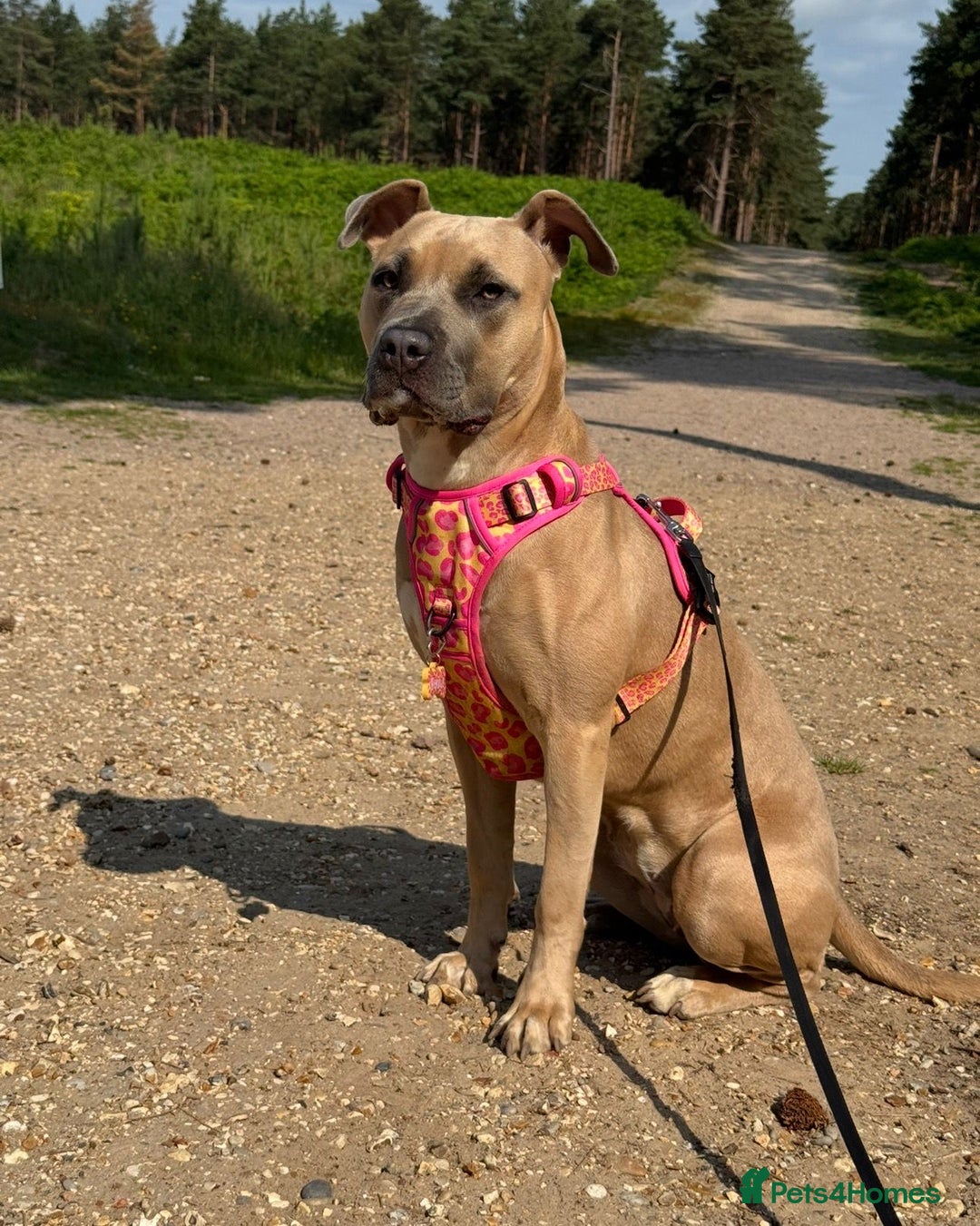 Mixed Breed dogs for sale: 🐾 BONNIE – LARGE BREED EXPERIENCE HOME NEEDED 🐾 - Advert 11