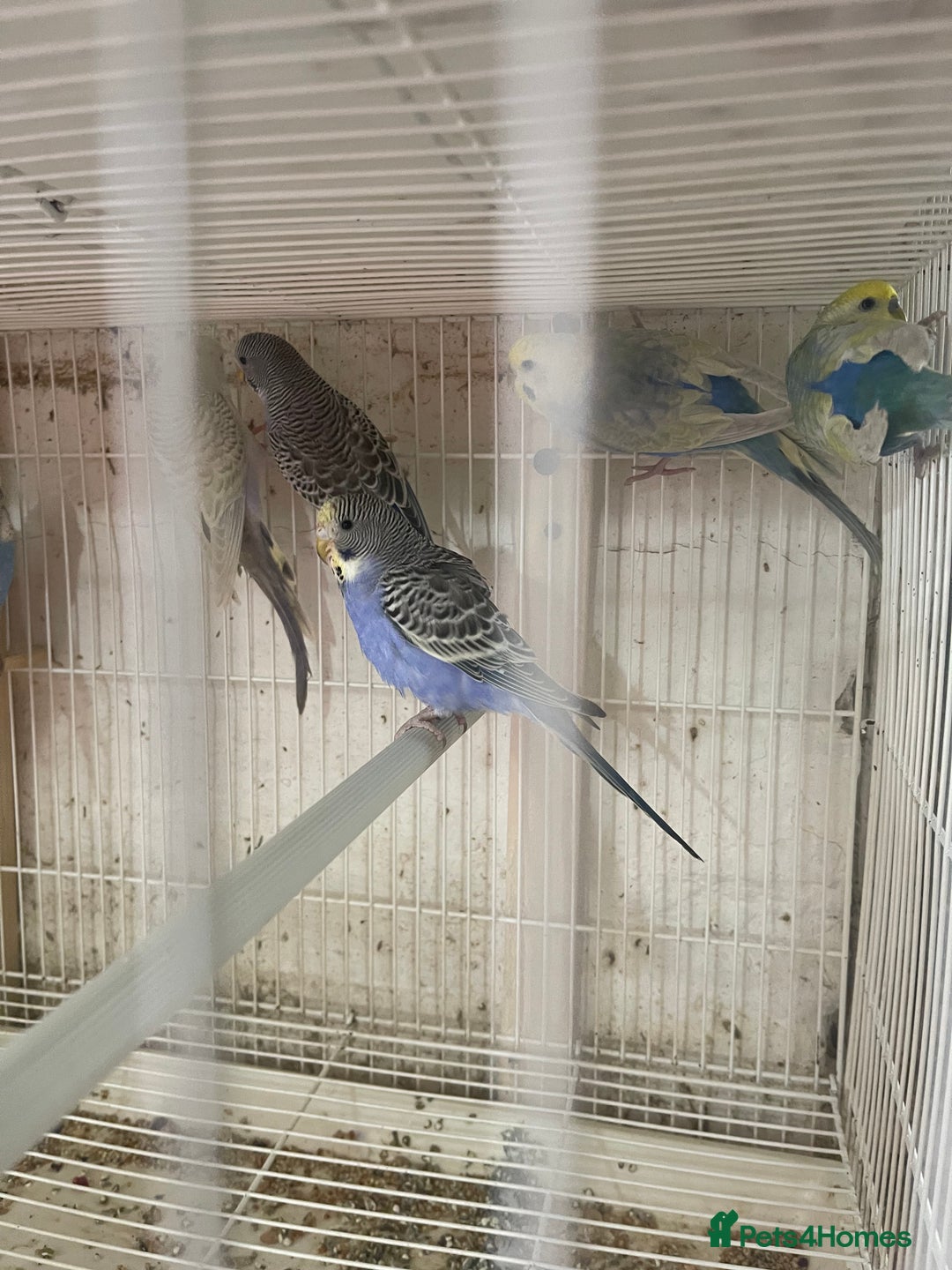 Lorikeets birds for sale: Budgies  - Advert 6