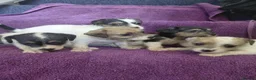 Jack Russell dogs for sale: Jack Russell puppies, full pedigree  - Advert 4