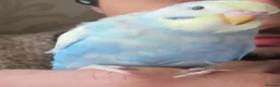 Budgerigars birds for sale: Budgies  READ DESCRIPTION!!! - Advert 7