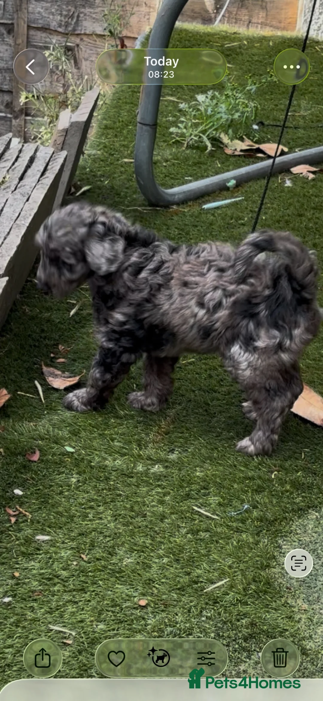 Labradoodle dogs for sale: Mini Labradoodle puppy’s  - Advert 1