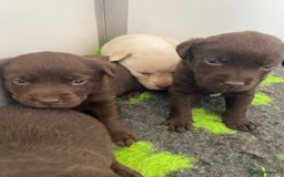 Labrador Retriever dogs for sale: Chocolate Labrador puppies  in Whitchurch - Image 4