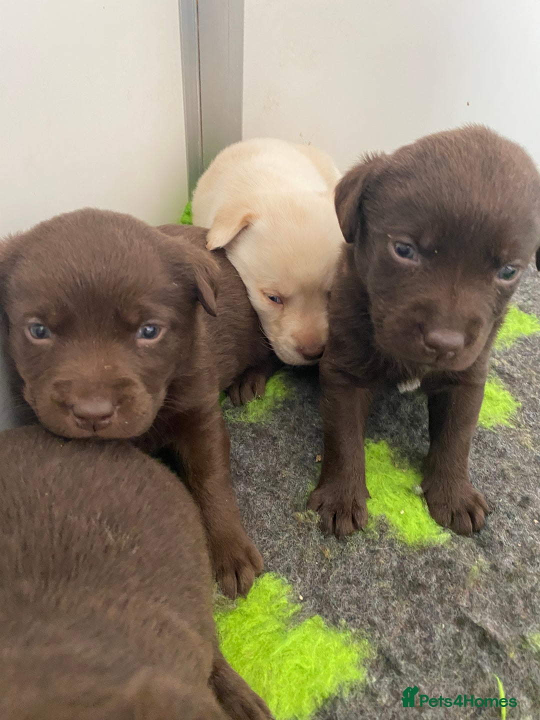 Labrador Retriever dogs for sale: Chocolate Labrador puppies  in Whitchurch - Image 4