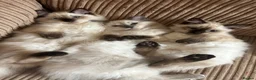 Ragdoll cats for sale: 😸🐾Pure Ragdoll kitties😸🐾 2 male & 1 female🐾😸 - Advert 28