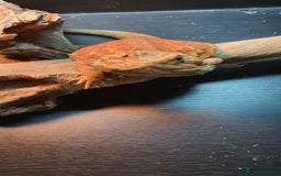 Dragon reptiles for sale: Bearded dragon and full setup - Advert 2