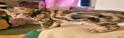 Mixed Breed cats for sale: Marble bengal cross - Advert 2
