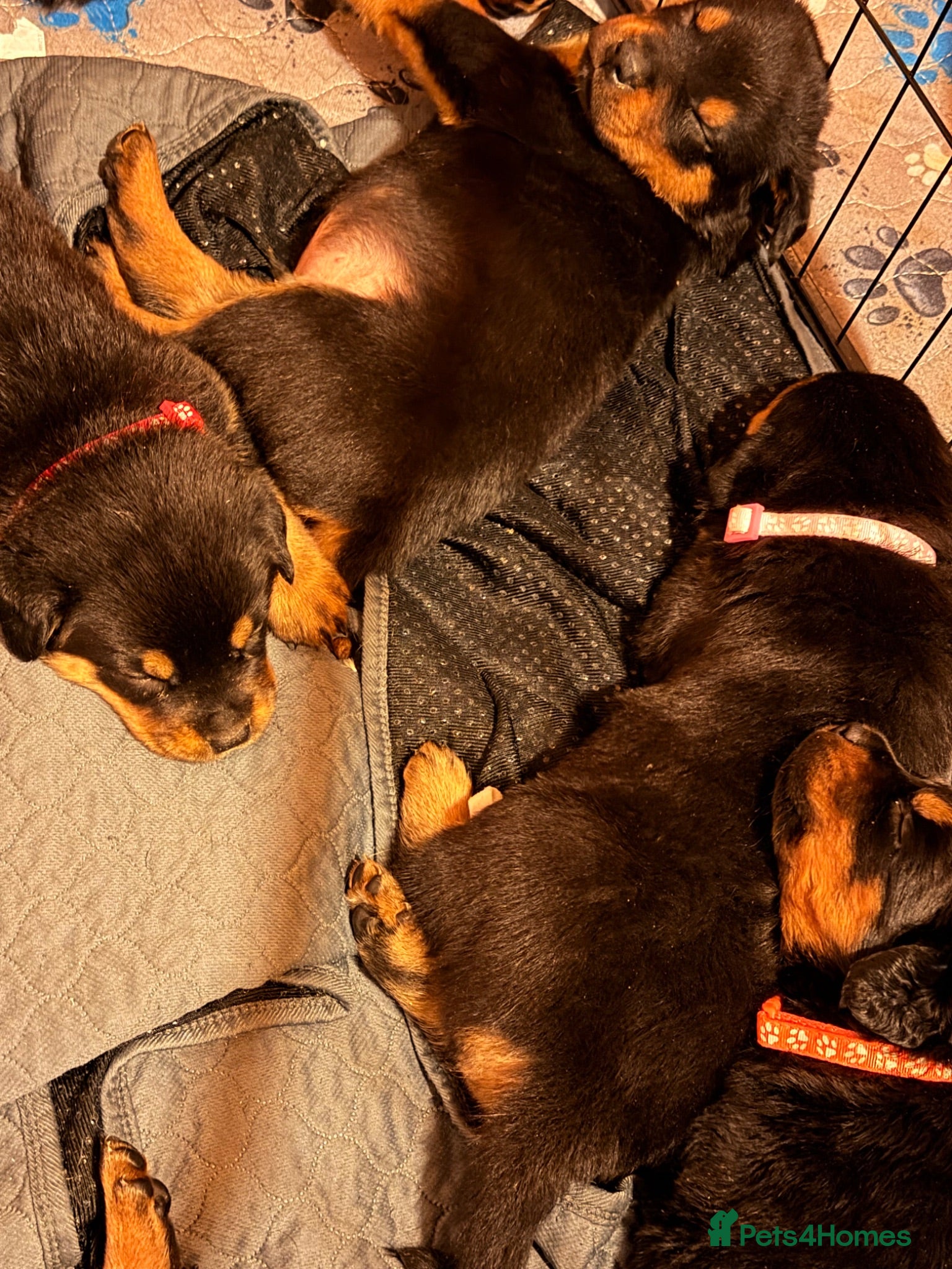 Rottweiler dogs Rare beautiful chunky Rottweiler puppies  - Advert 2