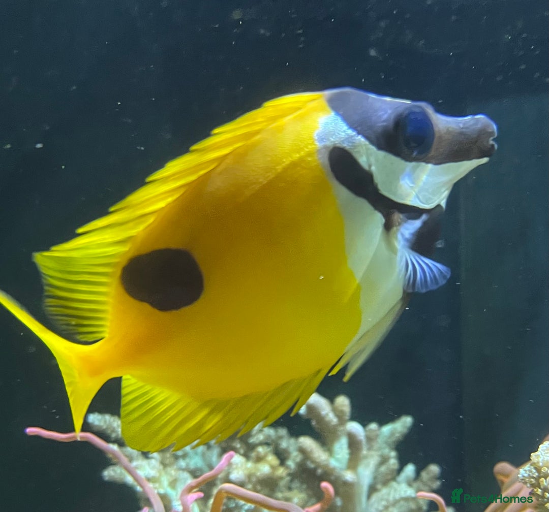 Other/Mixed Breed fish for sale: Blackspot Foxface - Advert 1