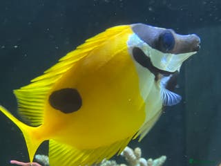 Other/Mixed Breed fish Blackspot Foxface - Advert 20