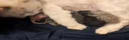 Maine Coon cats for sale: Beautiful Mainecoon X Ragdoll kittens 3 available. - Advert 6