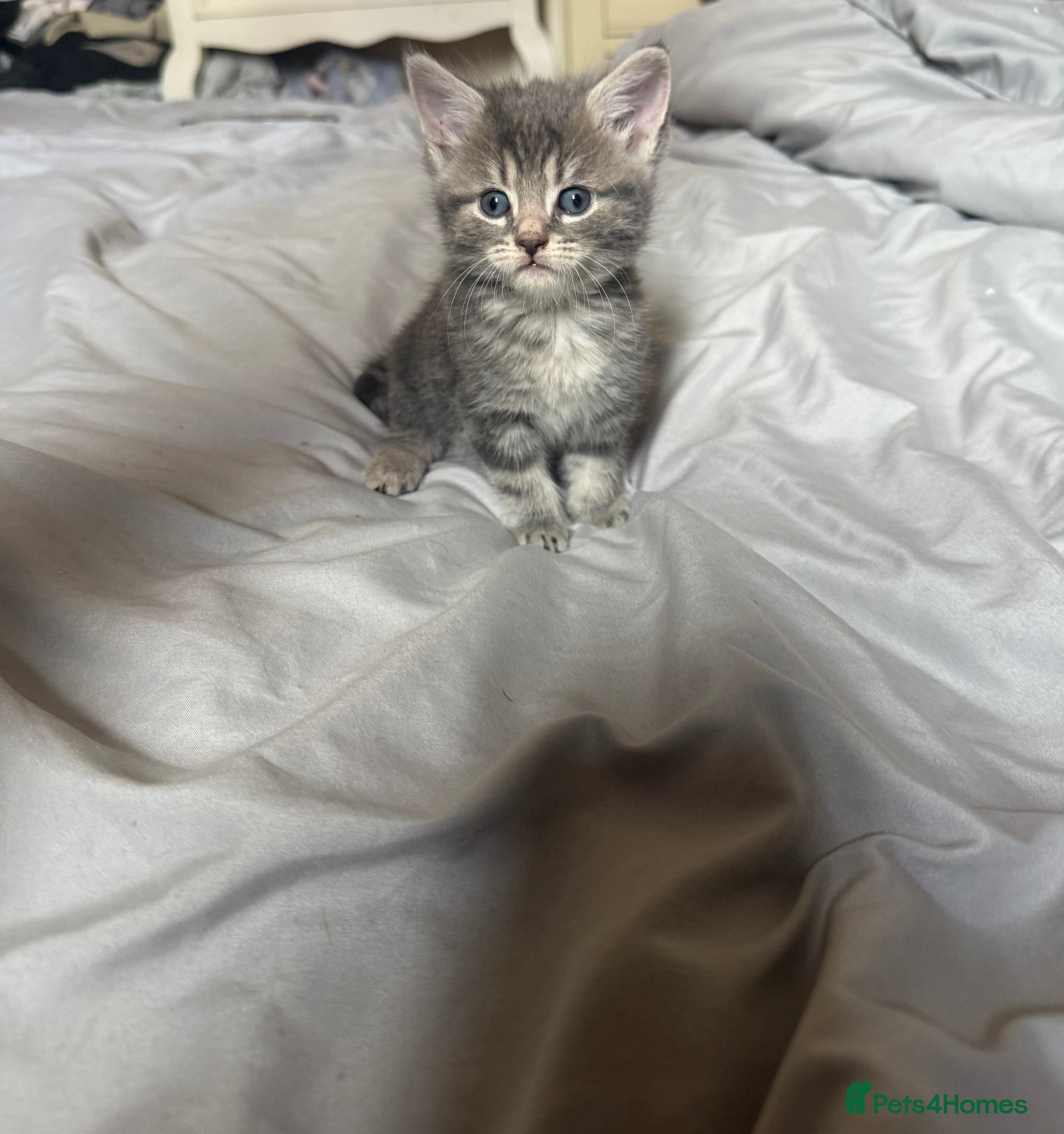 Female blue tabby 