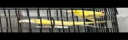 Canaries birds for sale: 4 young Red Eyed Satinette canaries  - Advert 3