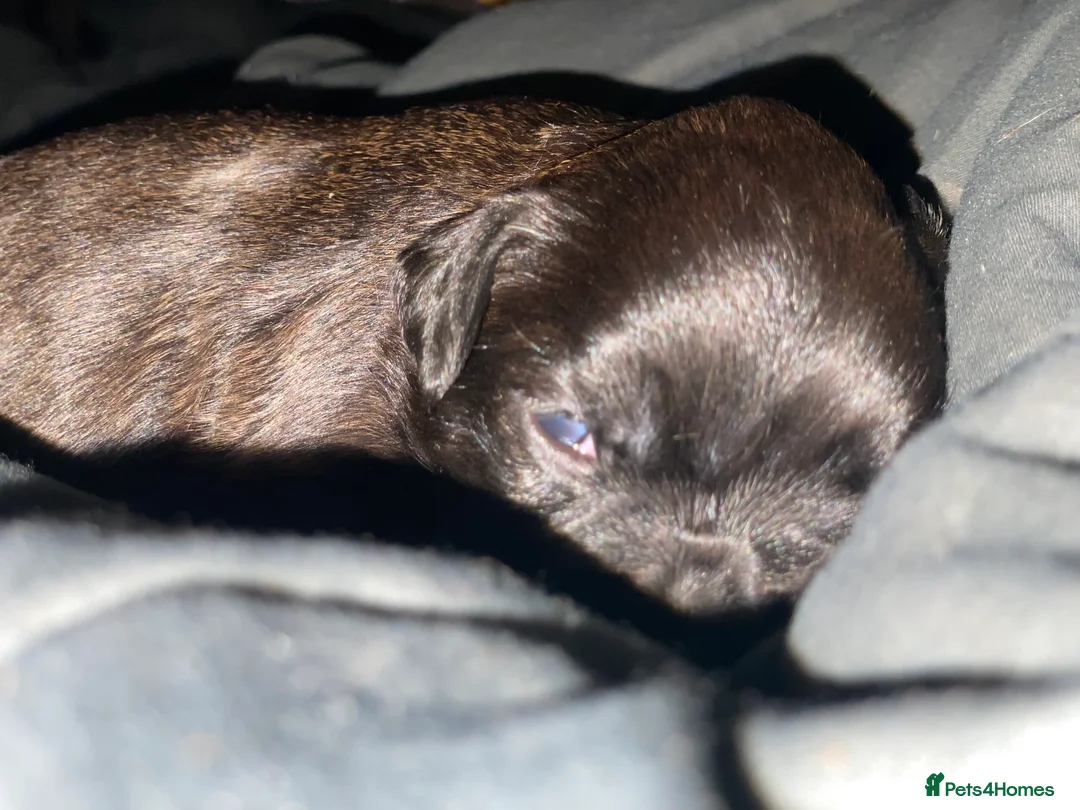 Mixed Breed dogs for sale: 🧬Kc reg mum black boxer & mini boxer pups 🤩 8wk - Advert 29