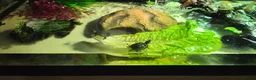 Turtle reptiles for sale: Painted turtles for sale - Advert 15