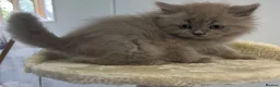 British Shorthair cats for sale: Stunning British shorthaired and longhair kittens  - Advert 17
