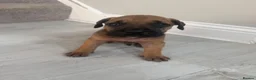 Mixed Breed dogs for sale: Cane corso x Presa canario pups  in Houghton le Spring - Advert 5