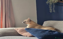 French Bulldog dogs for sale: French Bulldog - Image 4