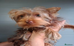 Yorkshire Terrier dogs for sale: Beautiful Toy Yorkshire Terrier puppies - Image 12