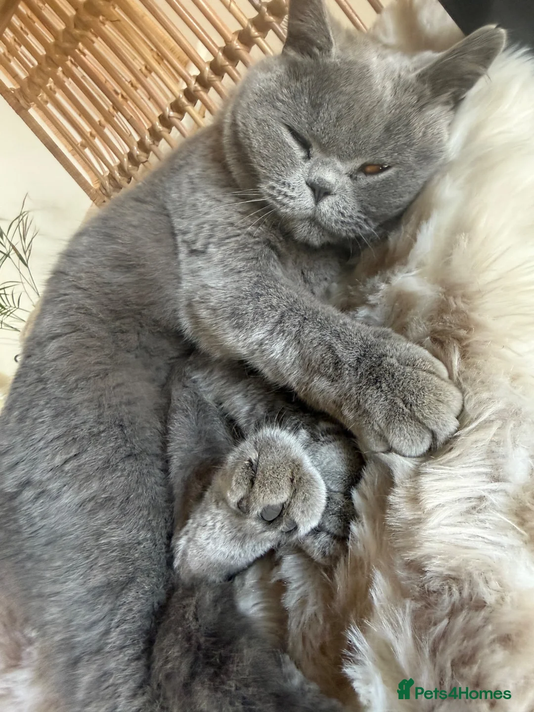 British Shorthair cats for sale: British short haired cat 2 years old  - Advert 1