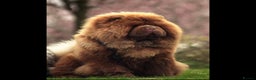 Chow Chow dogs for stud: A truly One of kind KC Chocolate Chow for stud - Advert 1