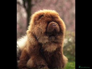 Chow Chow dogs - Advert 1