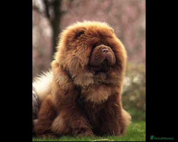 Chow Chow dogs A truly One of kind KC Chocolate Chow for stud - Advert 1