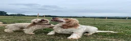 Cockapoo dogs for sale: Beautiful apricot f2 cockapoo girl  in Bristol - Advert 6