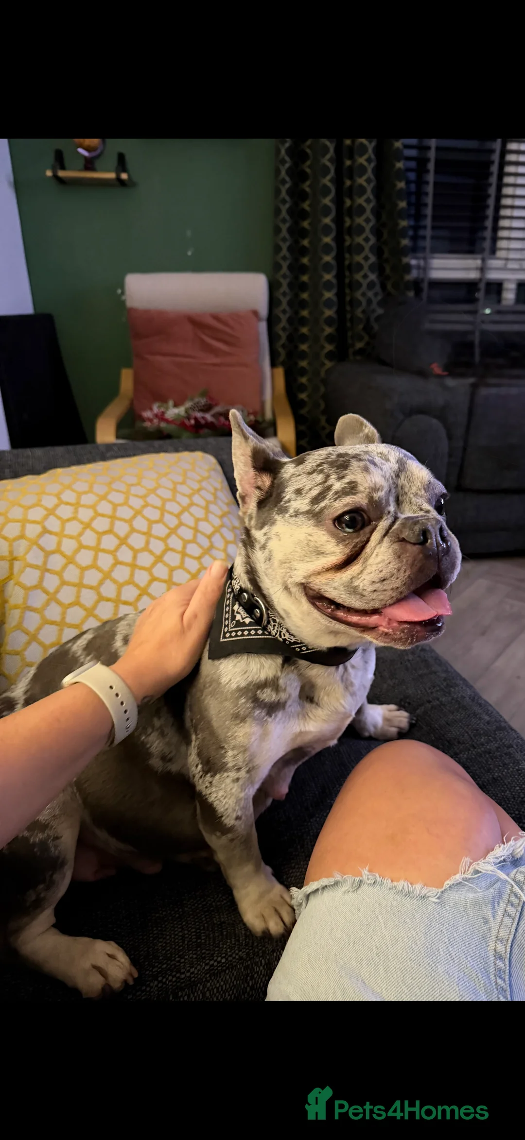 French Bulldog dogs for sale: French bulldog puppies  - Advert 9