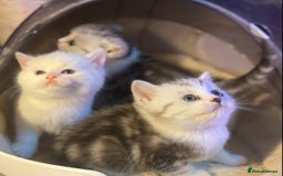 Munchkin cats for sale: Full Pedigree Munchkin Kittens  - Image 19