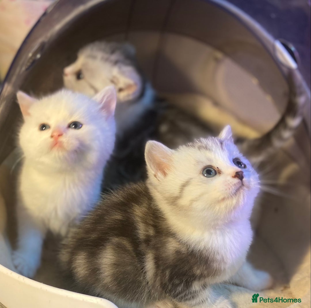 Munchkin cats for sale: Full Pedigree Munchkin Kittens  - Image 19