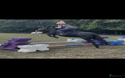 Shetland pony horses for sale: Shetland x mare  - Image 2