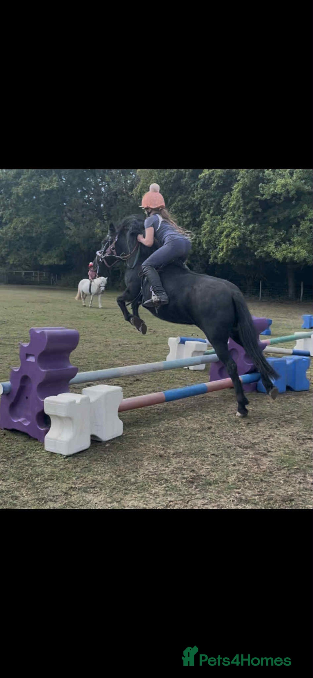 Shetland pony horses for sale: Shetland x mare  - Image 2