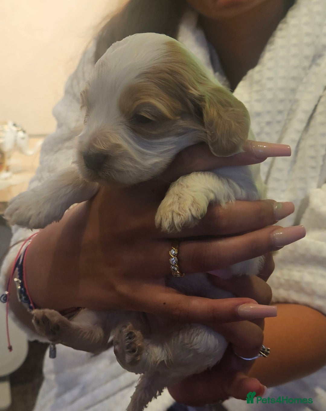 Cockapoo dogs for sale: Beautiful/healthy F1 cockapoo’s.3 girls🩷3 boys🩵 - Image 12