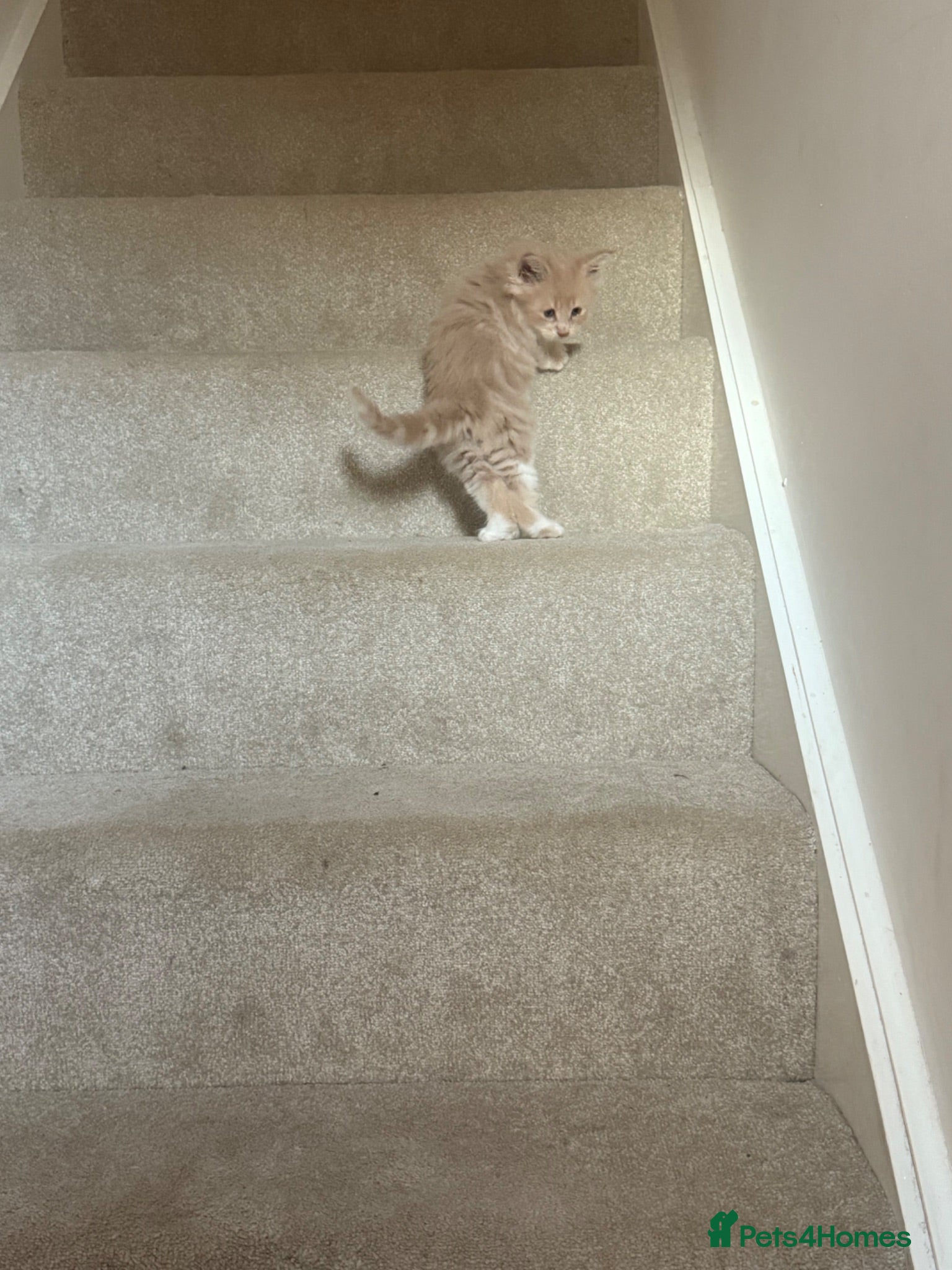Maine Coon cats Stunning Purebred polydactyl Maine Coon Kittens - Advert 5