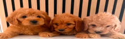 Cockapoo dogs for sale: Adorable puppies - Advert 7