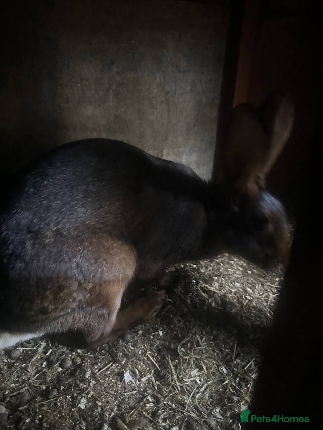 Belgian Hares rabbits for sale: Belgian hares for sale  - Advert 9