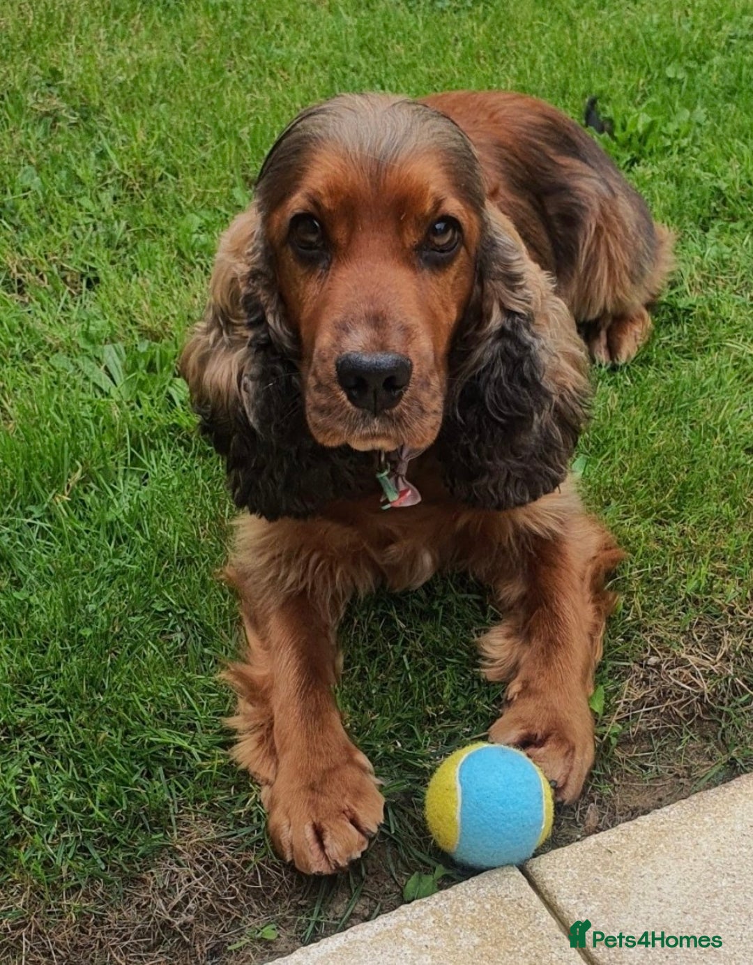 Cocker Spaniel dogs for sale: Gorgeous show cocker spaniel - Advert 3
