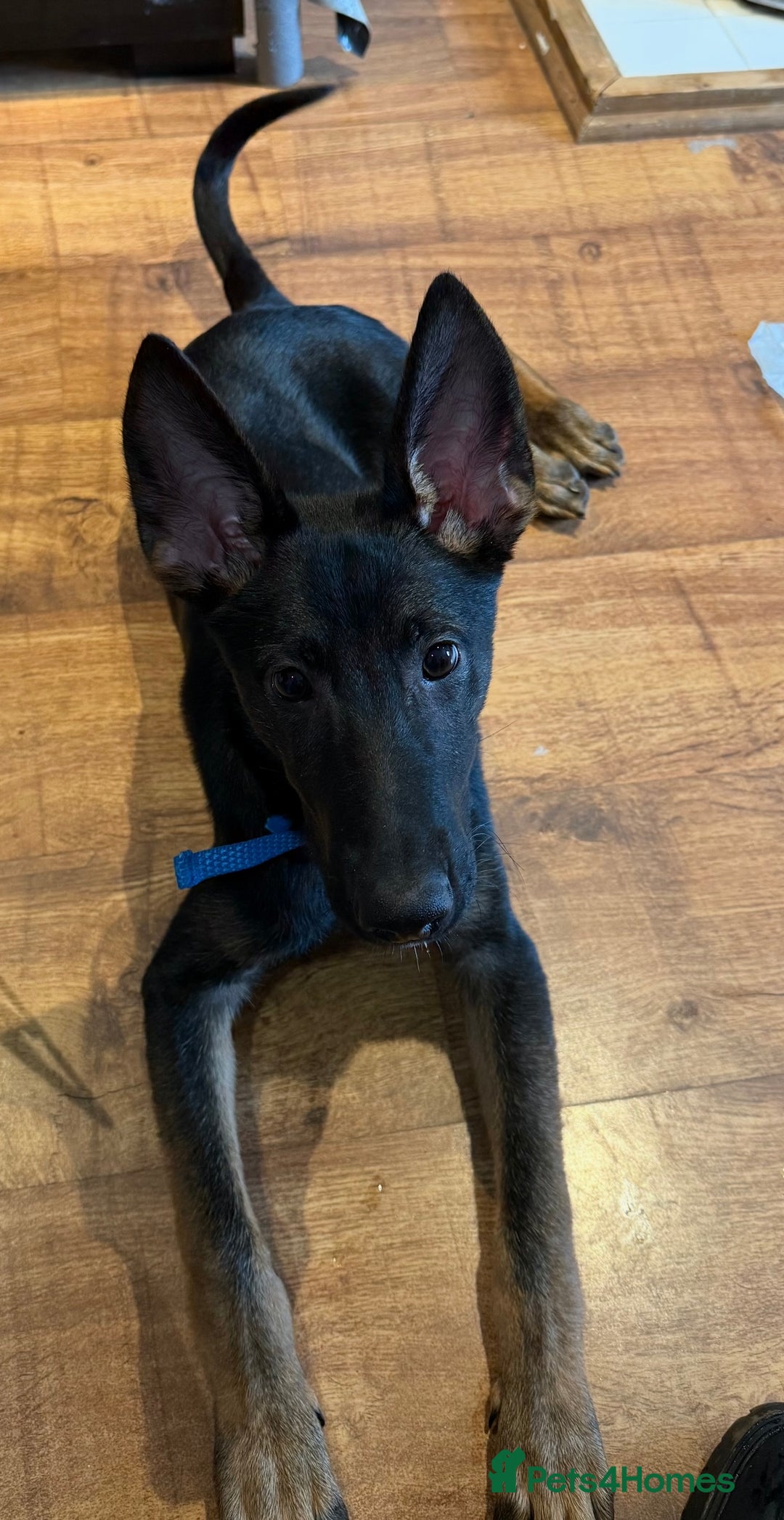 Belgian Shepherd Dog dogs for sale: Belgian Malinois X Dutch Herder  - Image 2