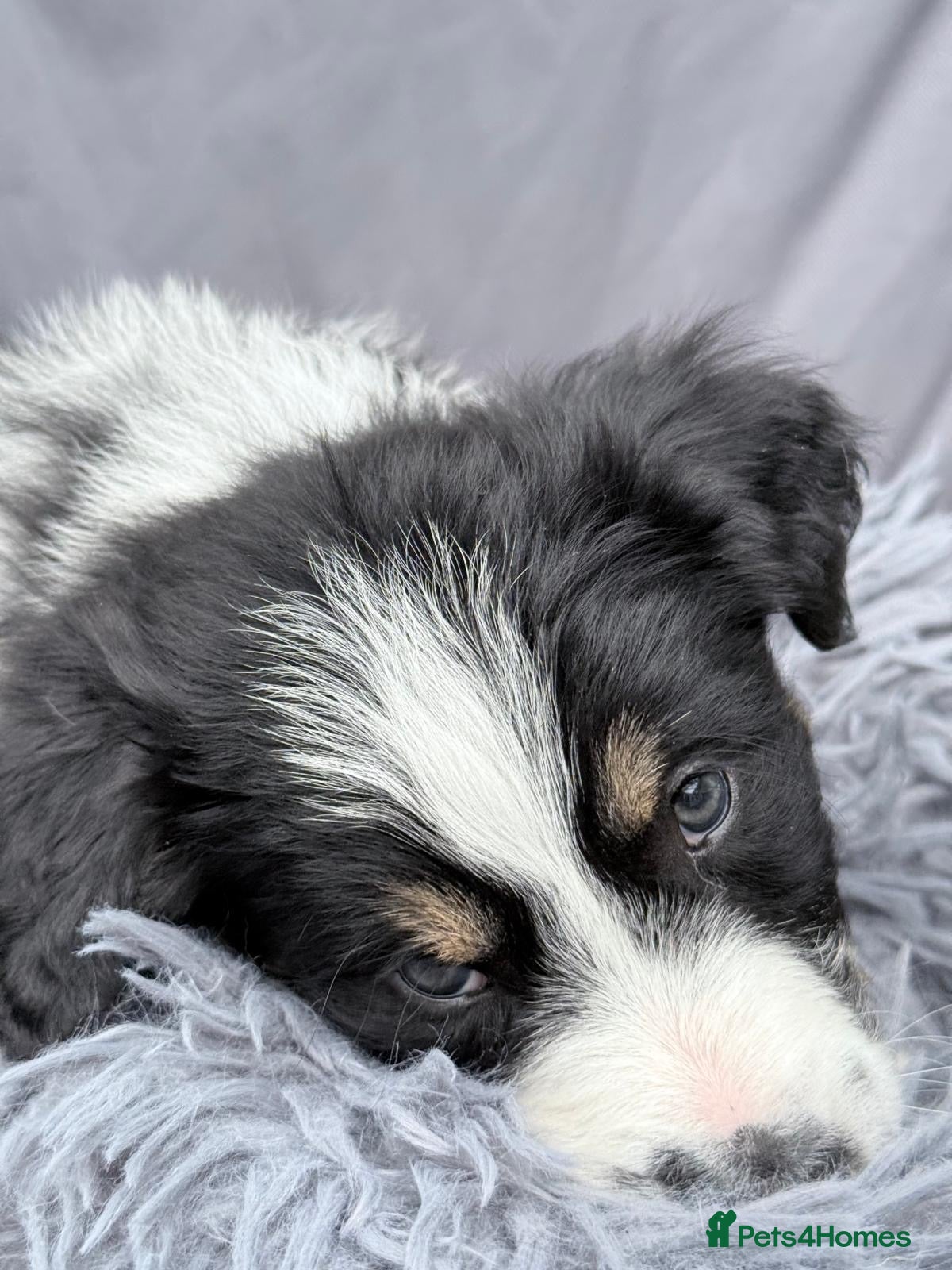 Mixed Breed dogs Bearded Collie x Border Collie Puppies - Advert 11