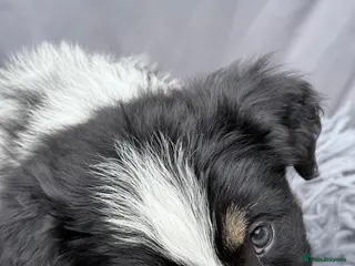 Mixed Breed dogs Bearded Collie x Border Collie Puppies - Advert 11