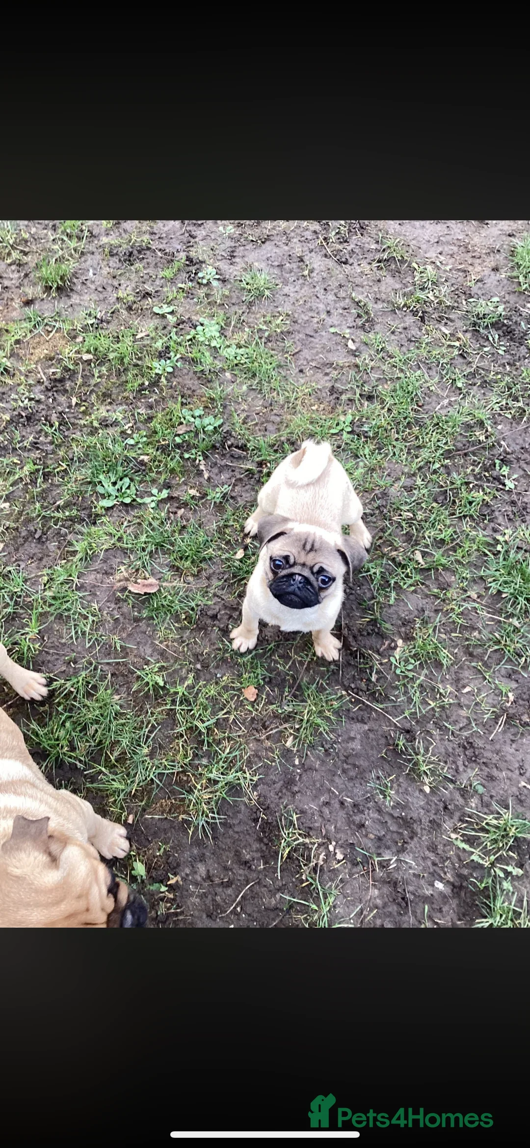 Pug dogs for sale: Pugs  - Advert 2