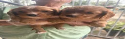 Cockalier dogs for sale: 7 beautiful red cockerlier females - Advert 1