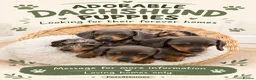 Miniature Dachshund dogs for sale: Beautiful Mini Dachshunds Ready Now  - Advert 1