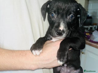 American Bull Staffy dogs - Advert 2