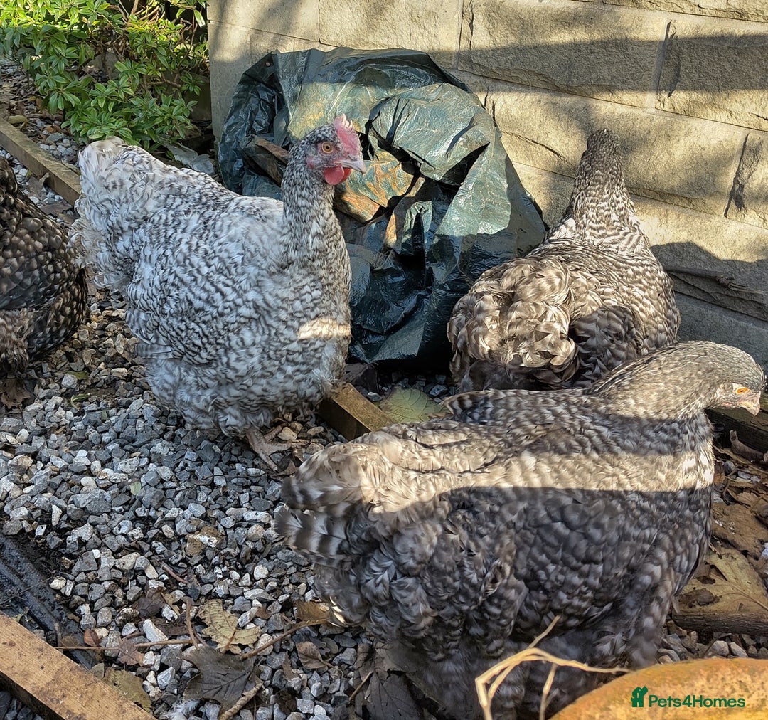 Chickens poultry for sale: Pair of Cuckoo Orpingtons - Advert 4