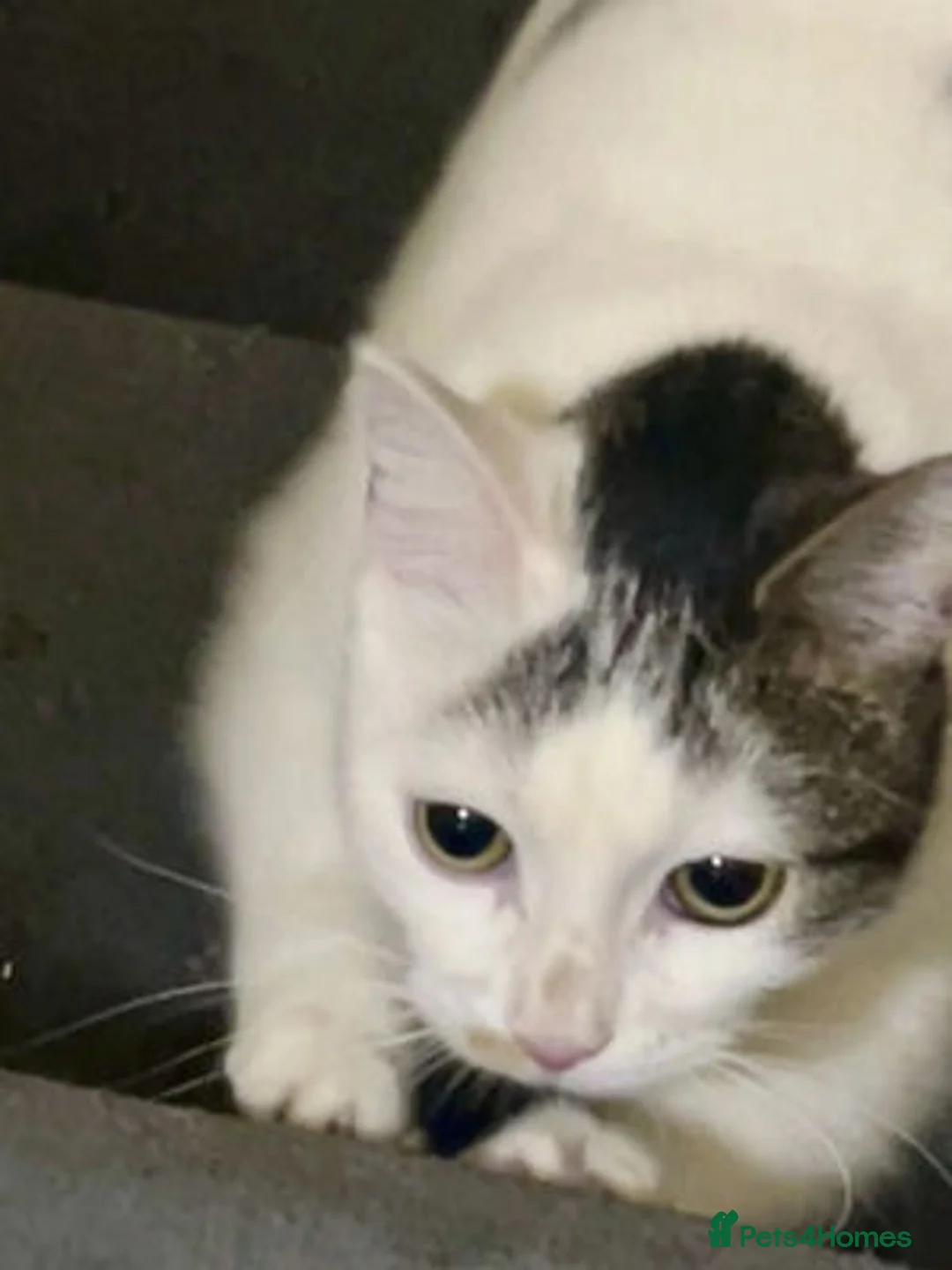 Mixed Breed cats for adoption: BELLA - Advert 13